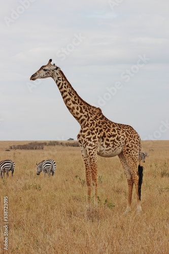 Wild animals in masai mara national reserve