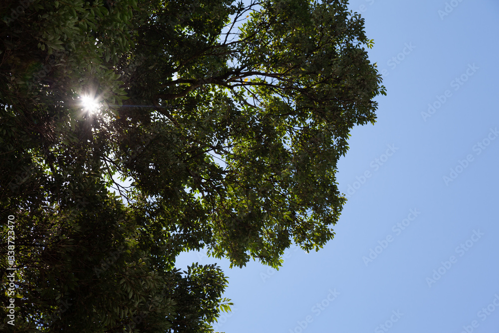 Obraz premium 初夏の空