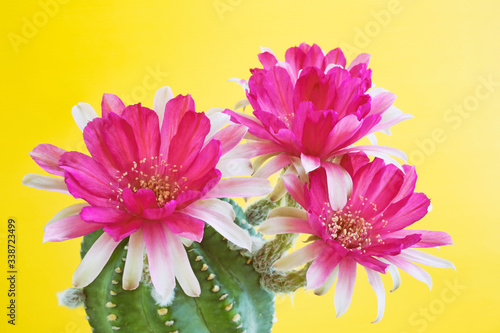 Fresh blossom flowers of cactus on the yellow background  Naturally beautiful