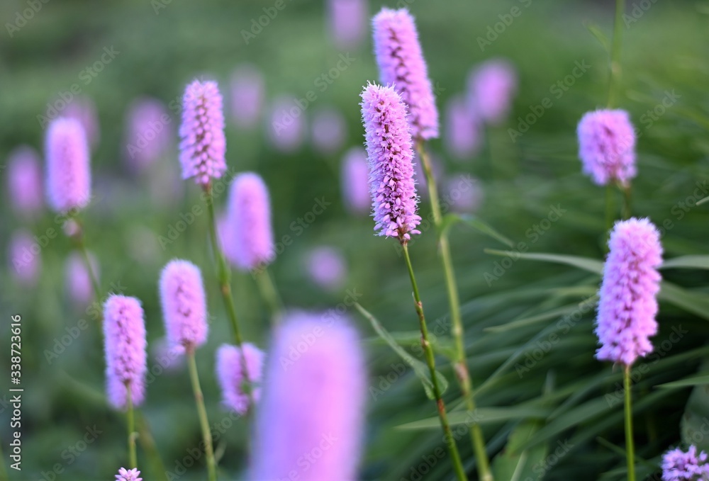Makroaufnahme von Kerzenknöterich (Bistorta amplexicaulis) mit vertikaler, lila blühender Blüte Makroaufnahme von Kerzenknöterich (Bistorta amplexicaulis) mit vertikaler, lila blühender Blüte