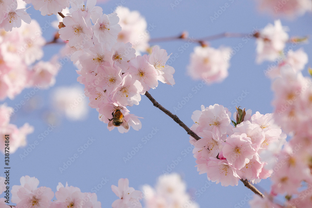 A sprig of sakura blossomed in April A sprig of sakura blossomed in April