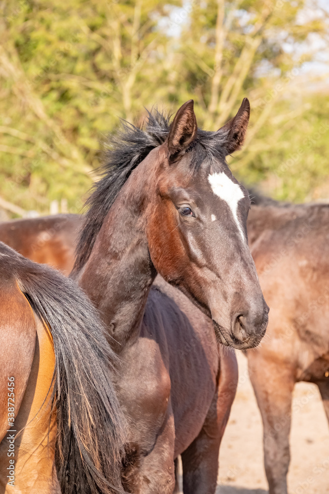 Shot of a beautiful young jumping horse head in front, brown color. Shot of a beautiful young jumping horse head in front, brown color.