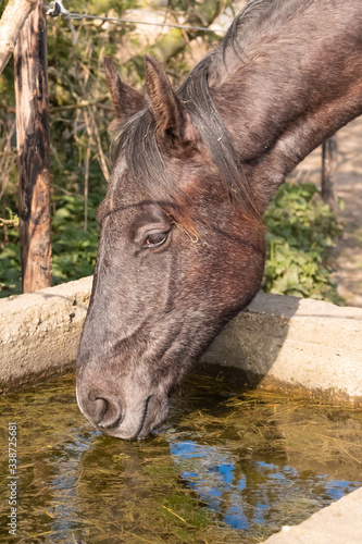 Side shot of a young stallion horse. He is drinking water, grey color.