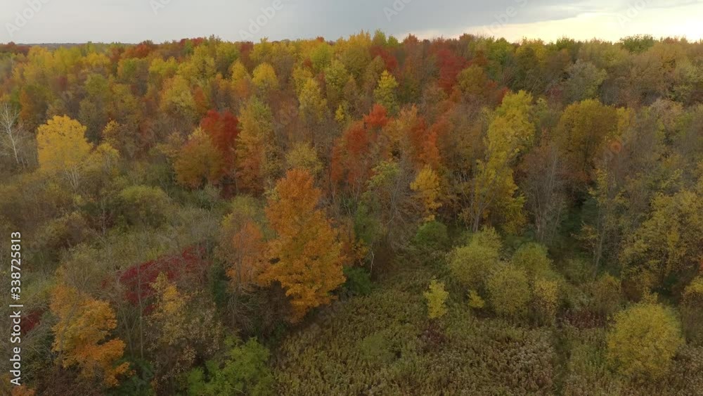 Dawn setting on fall forest filmed by drone flying slowly forward Dawn setting on fall forest filmed by drone flying slowly forward