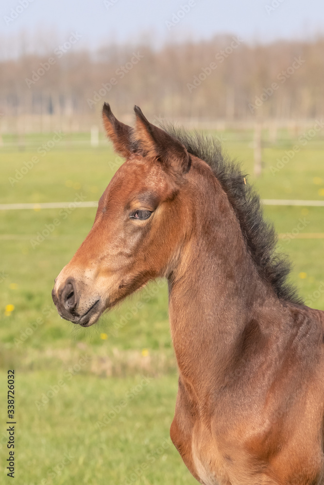 Fototapeta premium młody źrebak sportowy stojący wolno na wiosennej łące