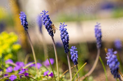 Biene an einer Blüte