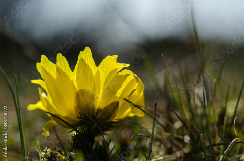 Obraz na płótnie Pheasants eye flower head