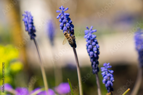 Biene an einer Blume