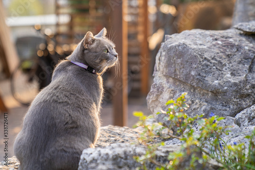Katze auf einem Stein