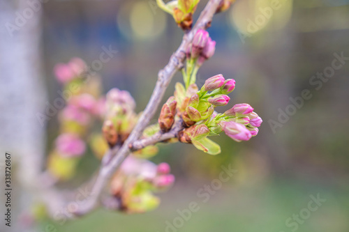 Knospen an einem Ast