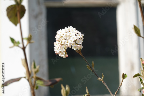 White flowering blossoms of virbunum burkwoodii Anne Russel, Osterschneeball in front of an old wooden window, Nice background for a montage, with copy space. Concept idyllic country garden    photo