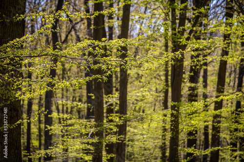 Sunny spring deciduous forest with green leaves