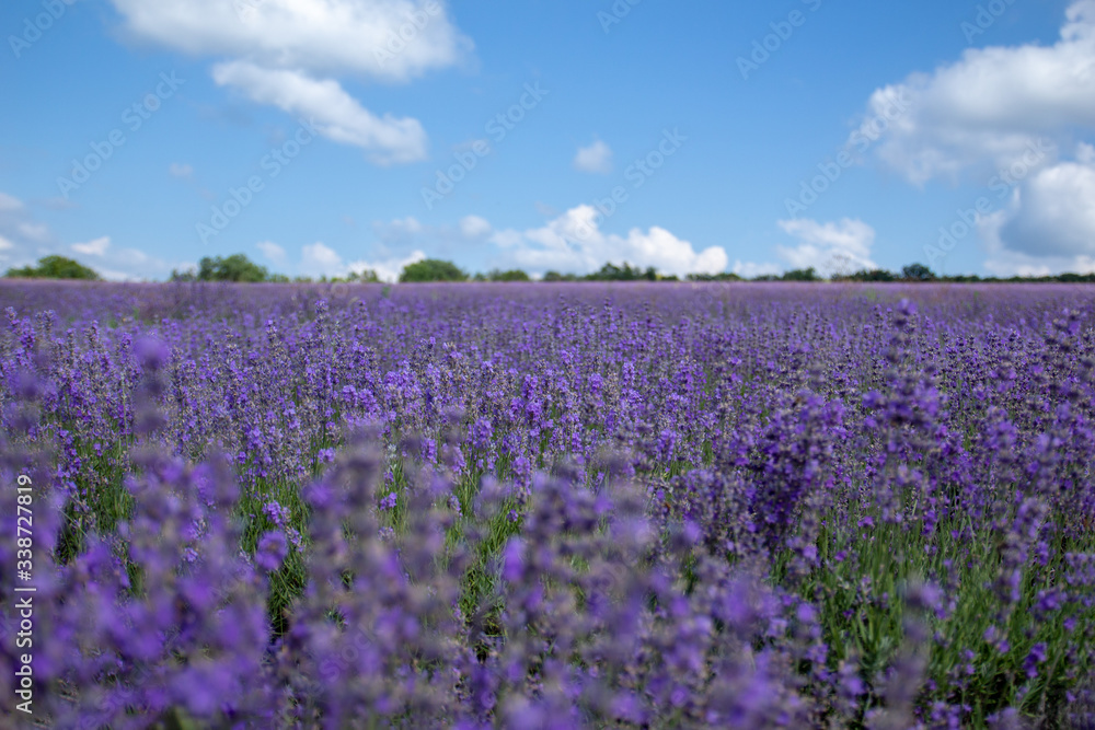 Lavender blooming scented fields in endless rows. Provence, france, crimea.