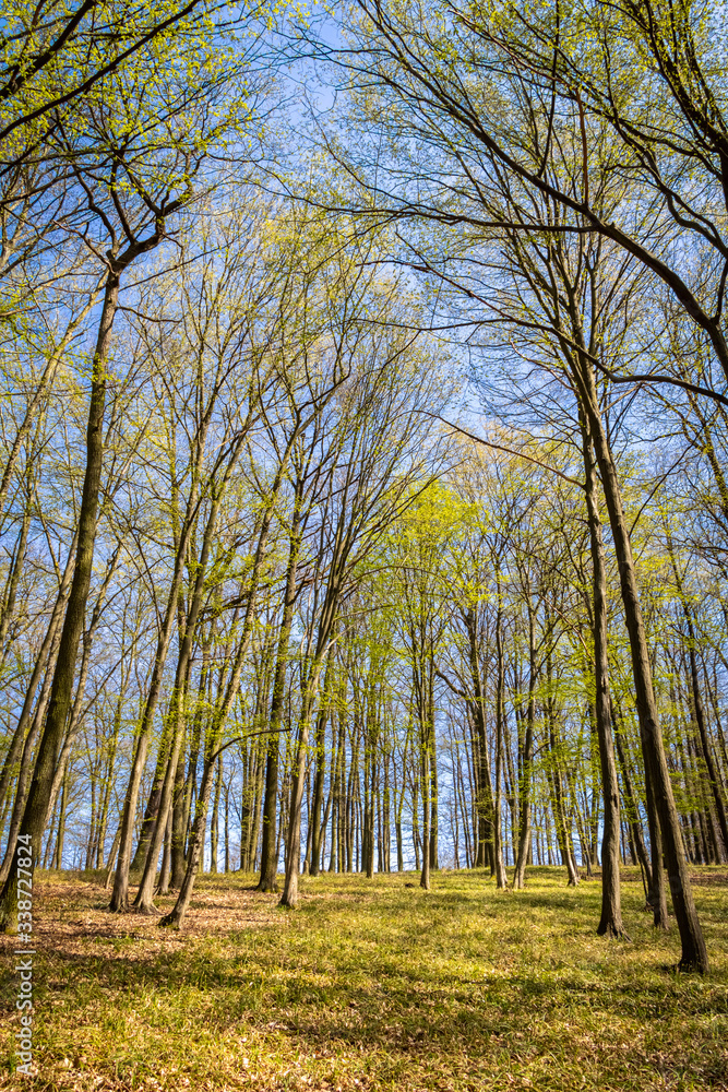 Sunny spring forest with fresh green leaves and blue sky