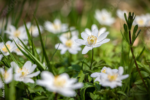 White flowers of wood anemone in spring sunny forest