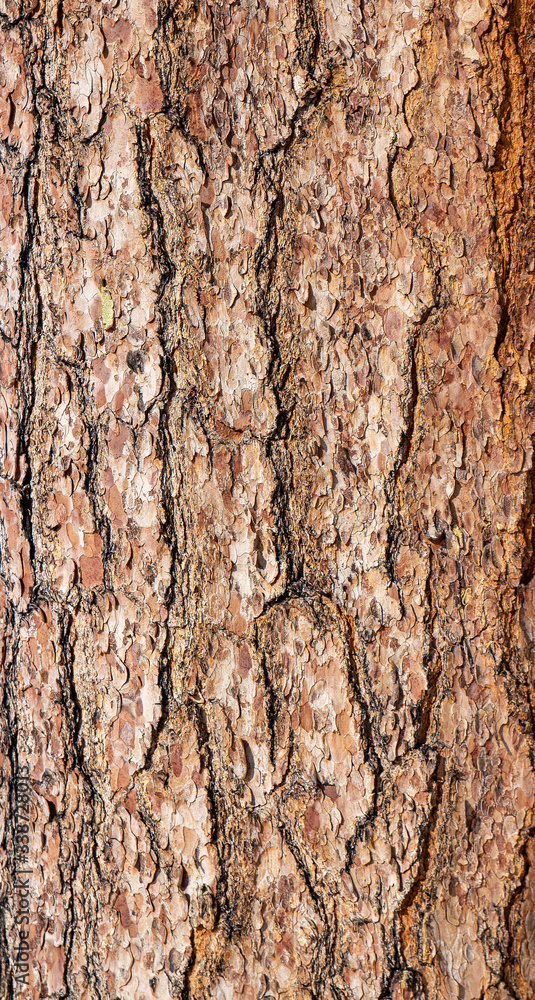 Bright pine bark for background and texture Bright pine bark for background and texture
