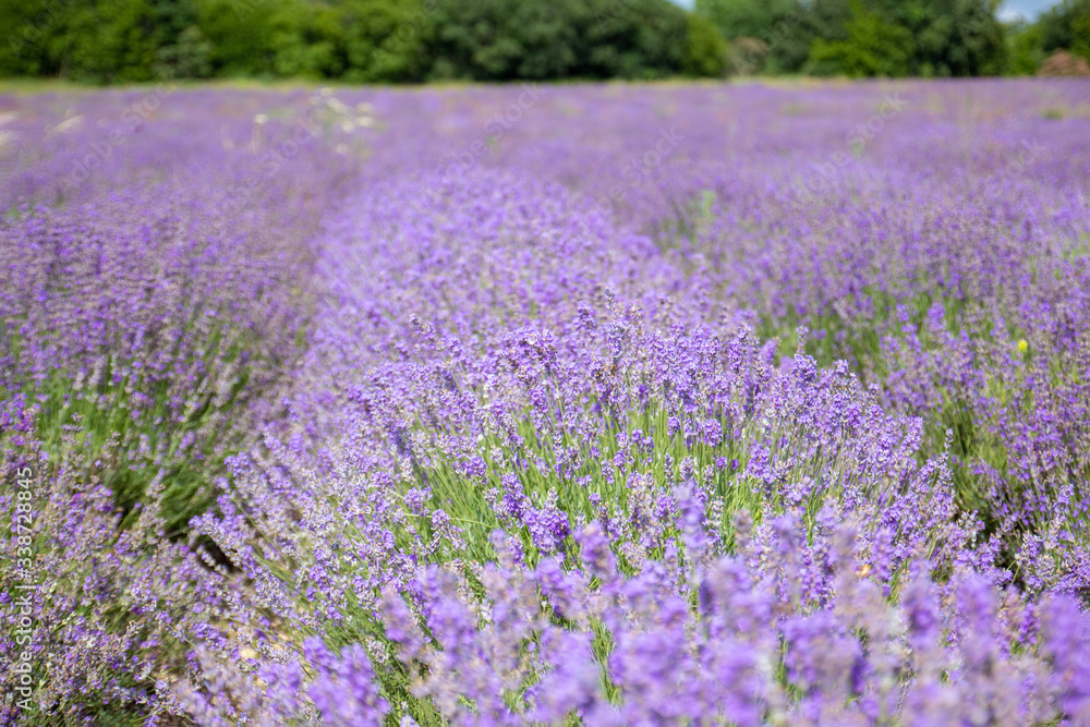 Lavender blooming scented fields in endless rows. Provence, france, crimea.