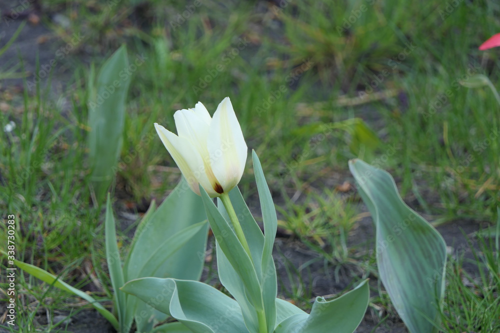 white blooming tulip flower and green grass at bokeh background white blooming tulip flower and green grass at bokeh background
