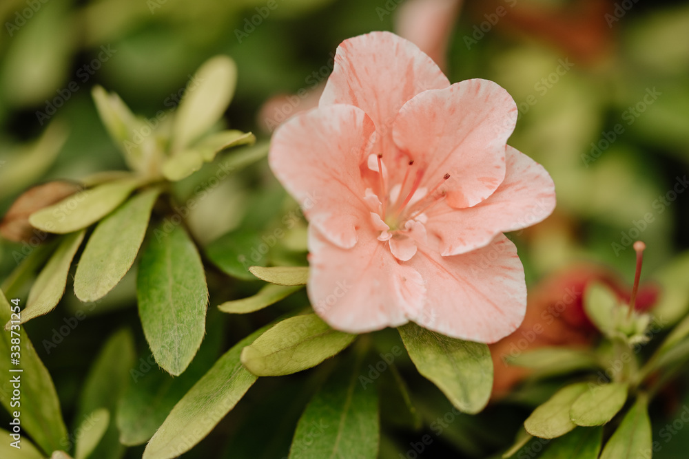 Blooming Rhododendron Flowering Plant Closeup Photo. Freshness Decorative Pink Flower Bud And Bush Green Leaves. Spring Ornamental Blossom Aroma Flora Azalea Horizontal Photography Blooming Rhododendron Flowering Plant Closeup Photo. Freshness Decorative Pink Flower Bud And Bush Green Leaves. Spring Ornamental Blossom Aroma Flora Azalea Horizontal Photography