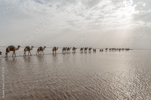 Photography Camel Caravans, Danakil Depression, Ethiopia