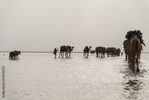 Camel Caravans, Danakil Depression, Ethiopia