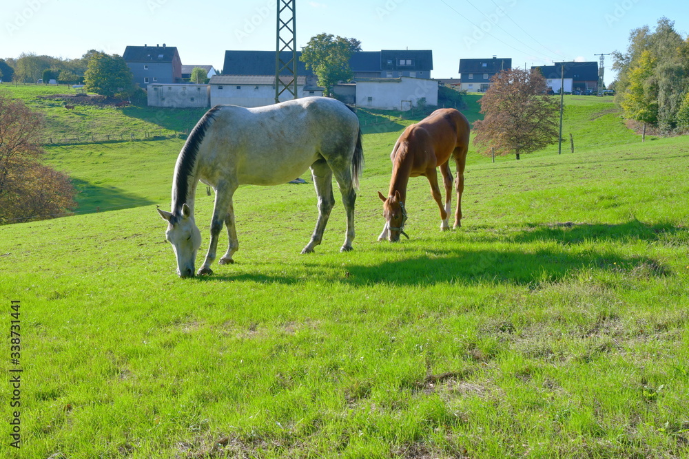 Ein weißes und ein braunes Pferd grasen auf einem grünen Hügel, auf der Wiese. In Hintergrund sieht man mehrere Bäume und Bauernhäuser. Die untergehende Sonne wirft lange Schatten. Ein weißes und ein braunes Pferd grasen auf einem grünen Hügel, auf der Wiese. In Hintergrund sieht man mehrere Bäume und Bauernhäuser. Die untergehende Sonne wirft lange Schatten.