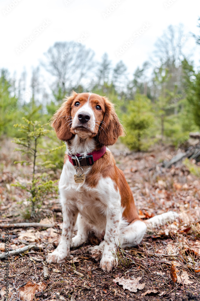 Beautiful cute happy healthy welsh springer spaniel dog in forest.