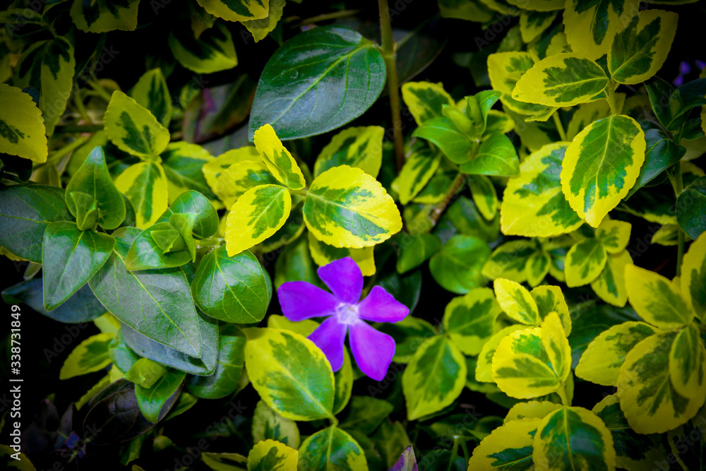 Beautiful purple spring flower in a spring green grass Beautiful purple spring flower in a spring green grass