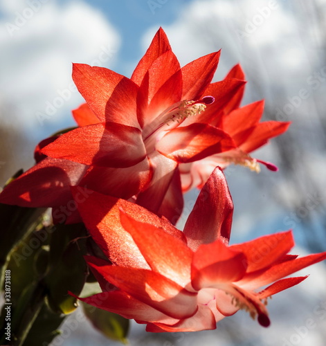 Red flower blossom