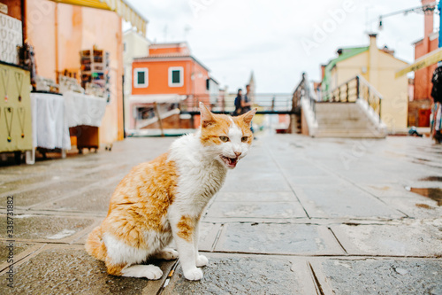 Fototapeta Naklejka Na Ścianę i Meble -  A cat sitting on the street of Burano island.
