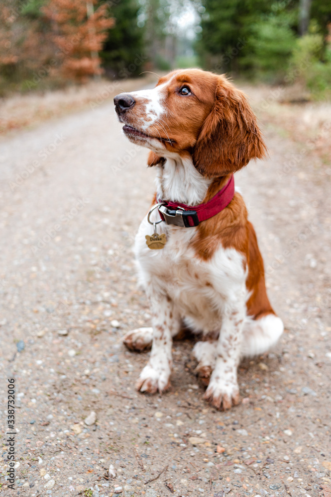 Beautiful cute happy healthy welsh springer spaniel dog in forest. Beautiful cute happy healthy welsh springer spaniel dog in forest.