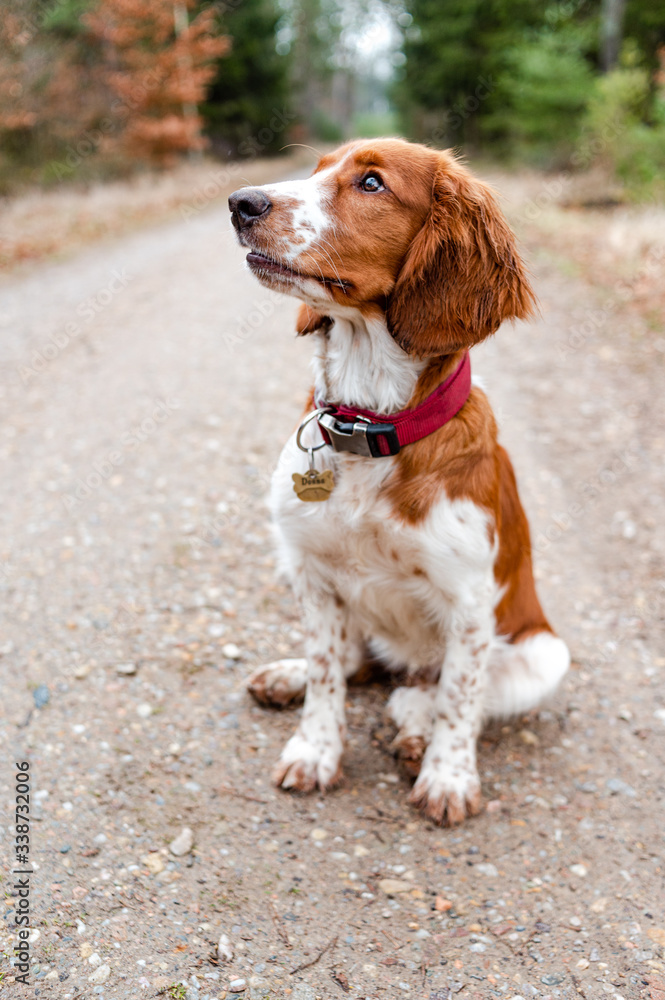 Beautiful cute happy healthy welsh springer spaniel dog in forest.