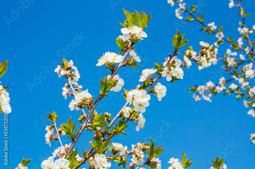 White blossom fruit flower on a tree in a spring time