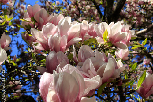 magnolia różowa pięknie kwitną kwiaty 