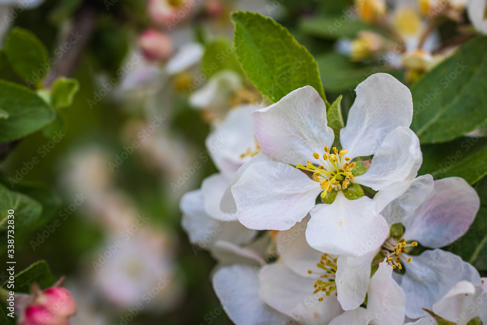 Fresh white and pink apple tree flowers blossom on green leaves background in the garden in spring.