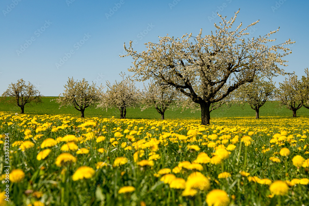 Fototapeta premium Frühling
