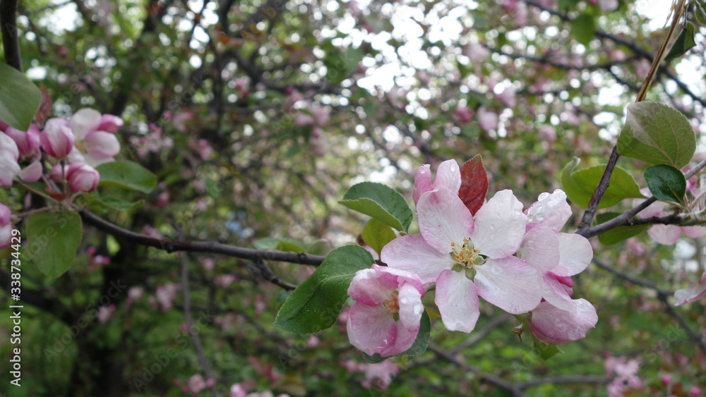 White-pink flowers of an Apple tree on a branch White-pink flowers of an Apple tree on a branch