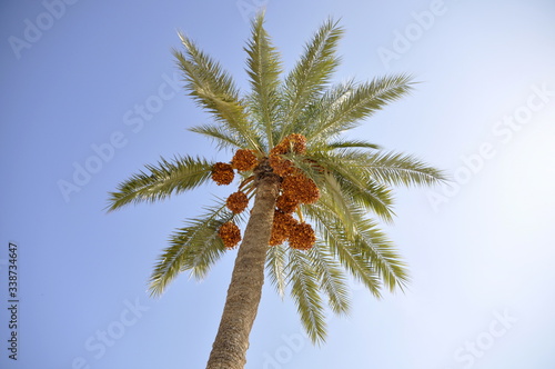 palma daktylowa owoce daktyle Tunezja na D  erbie