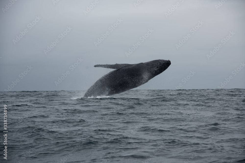 Fototapeta premium Blue Whale, coast of Ecuador