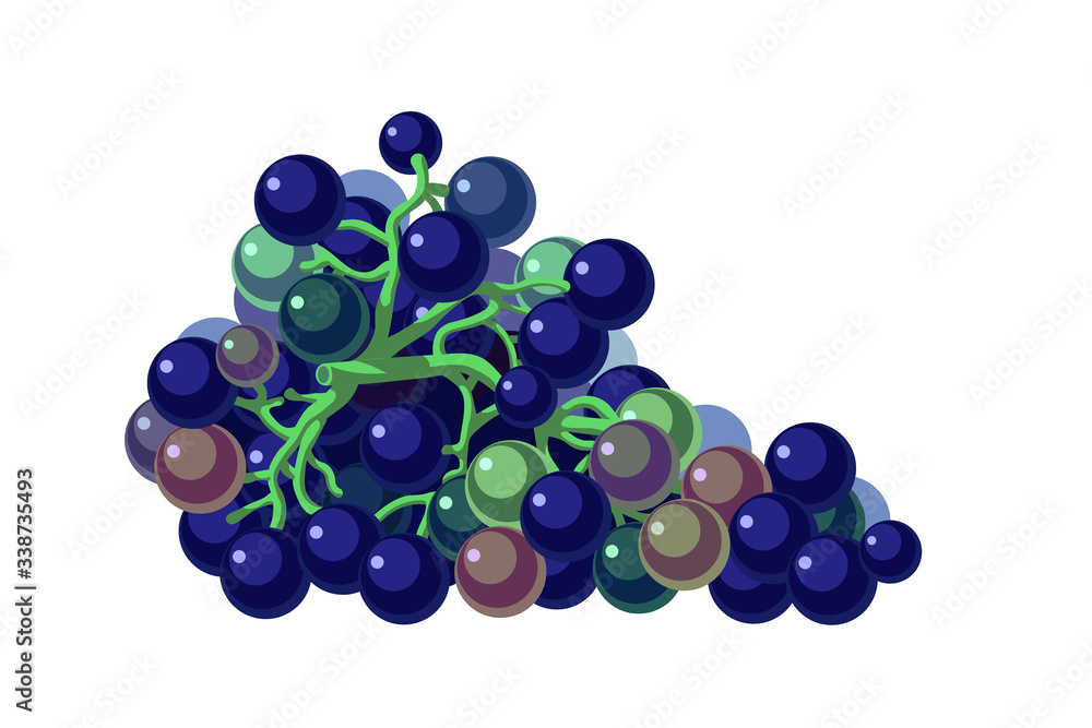 bunch of dark blue grape berries with green branches, element of logo, icon or emblem, color vector illustration isolated on white background in cartoon, flat & clip art style bunch of dark blue grape berries with green branches, element of logo, icon or emblem, color vector illustration isolated on white background in cartoon, flat & clip art style