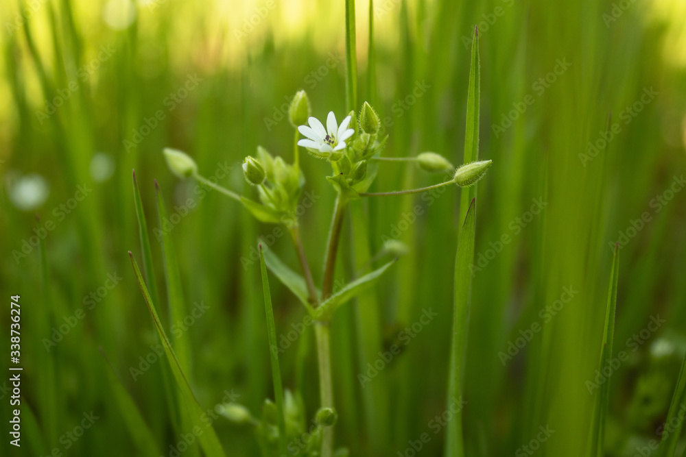 Green grass flower