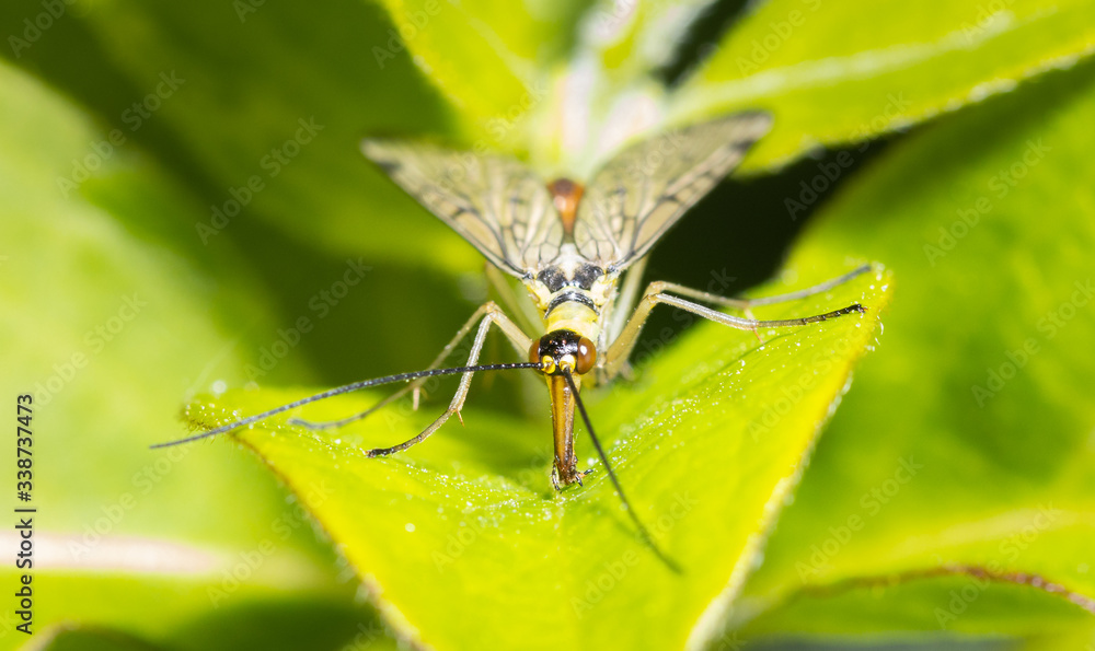 Close up of an insect common scorpion fly Close up of an insect common scorpion fly