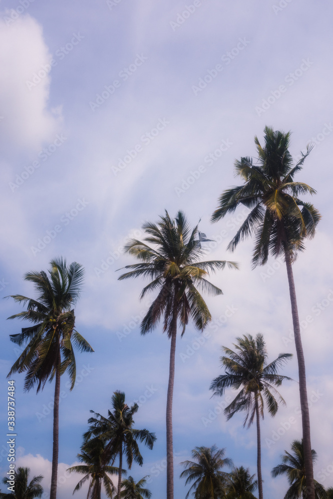 Palm trees's tops