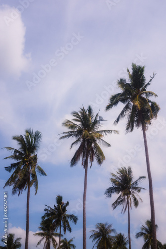 Palm trees's tops