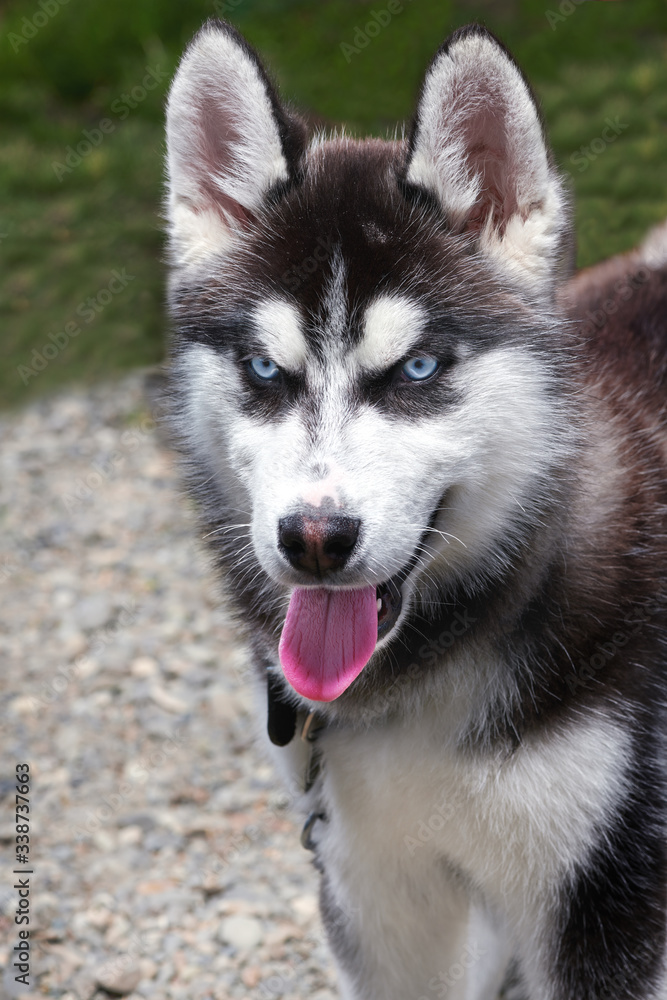 Husky dog playfully looks at the camera on the street a wooden background.