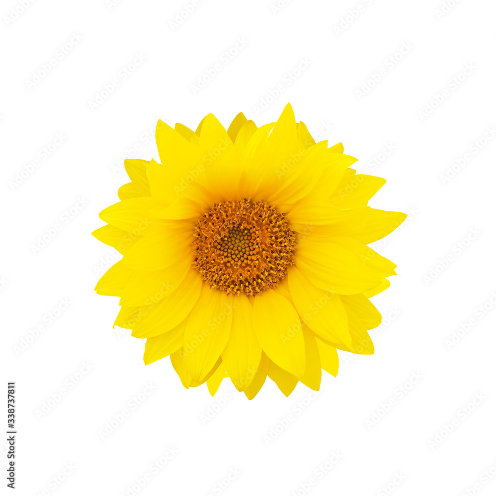 Fototapeta premium Yellow sunflower flower isolated on white background. Helianthus annuus
