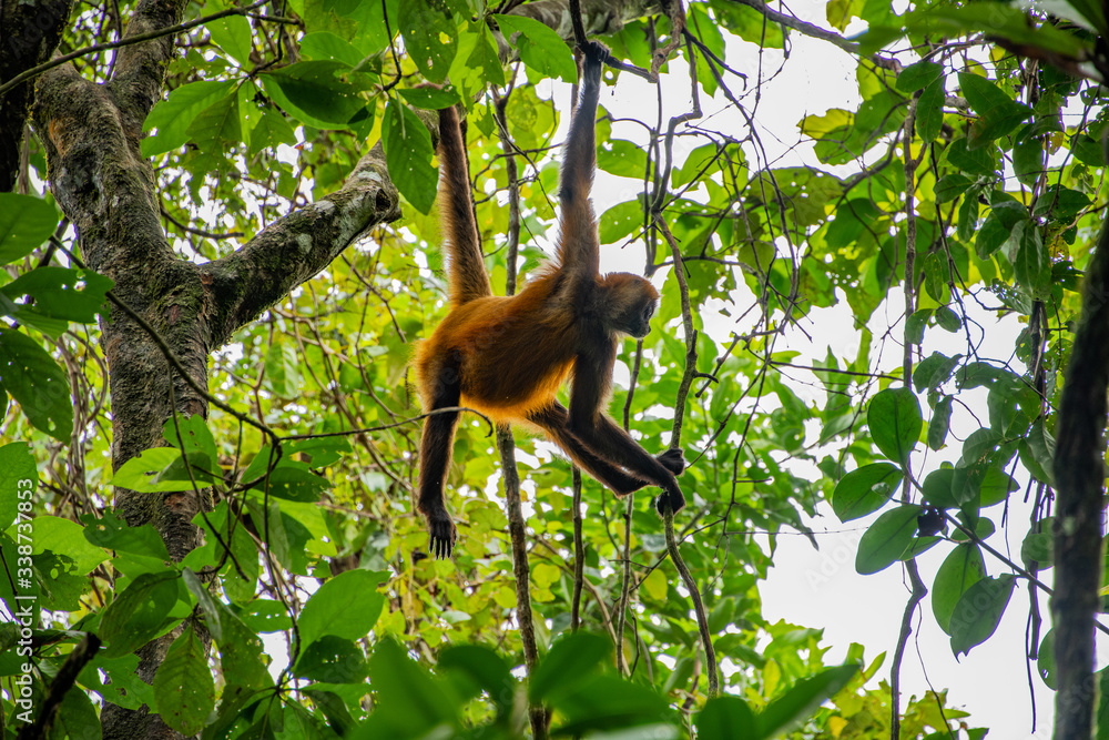 Fototapeta premium Monkeys in Costa Rica