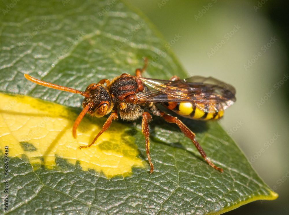 Fototapeta premium Close up of an insect Flavous nomad bee