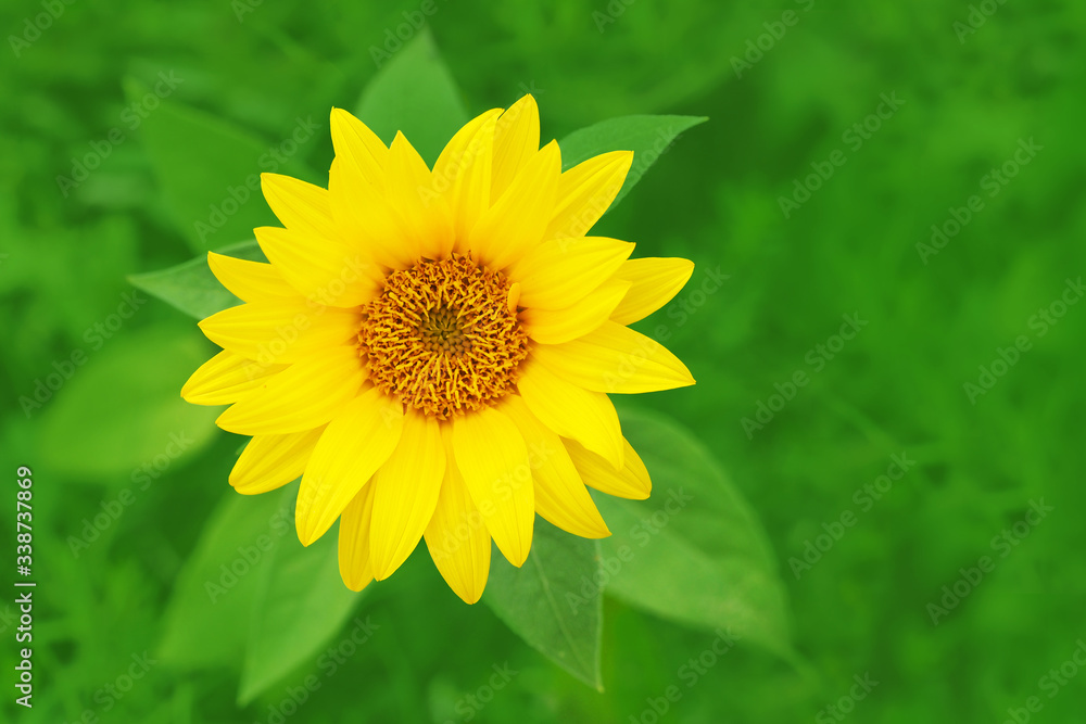 Yellow sunflower flower in a green field, top view. Helianthus annuus Yellow sunflower flower in a green field, top view. Helianthus annuus