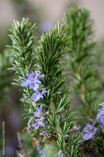 Close-up of a flowering rosemary plant. Green and aromatic and flowery herb.